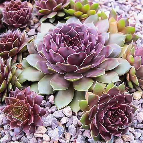 Молодило Ноїр зображення 1 артикул 01368