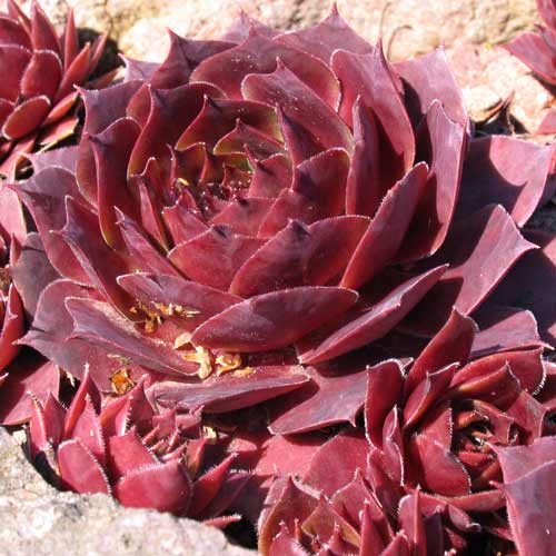 Молодило Отелло, саджанці зображення 1 артикул 68713