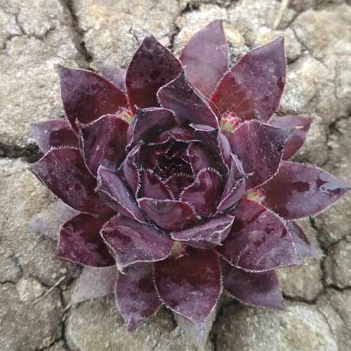 Молодило Пурпуреум, саджанці зображення 1 артикул 01371