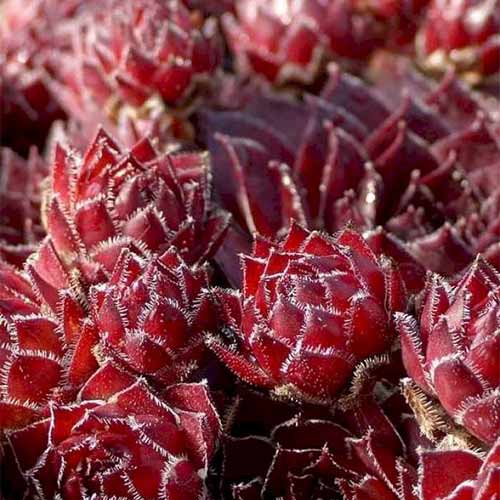 Молодило Рубін зображення 1 артикул 01374