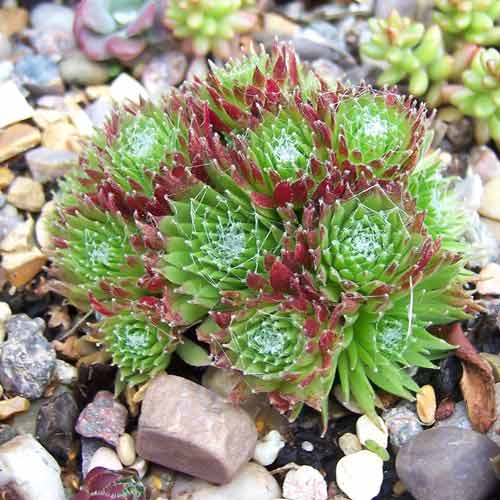 Молодило Спленденс, саджанці зображення 1 артикул 68716