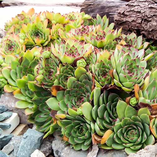 Молодило Юбілей  зображення 1 артикул 68719