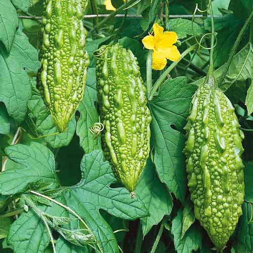 Момордика Seedera рисунок 1 артикул 65674