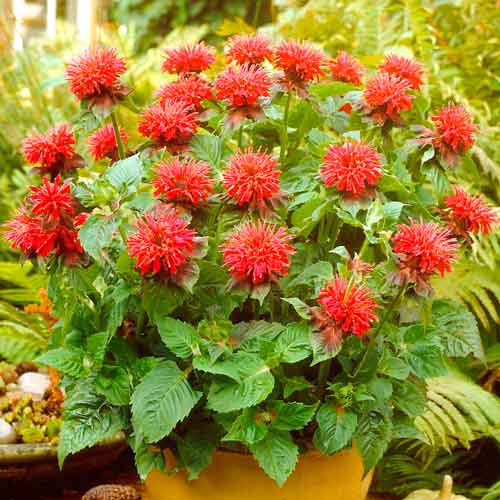 Монарда Кембрідж Скарлет артикул фото 1 Монарда Кембрідж Скарлет зображення 1 артикул 67257