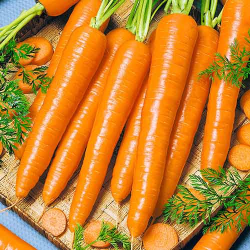 Морква Дитяча, насіння зображення 1 артикул 70018