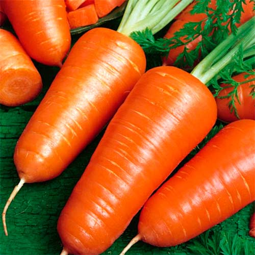 Морковь Коралл F1, семена рисунок 1 артикул 70149