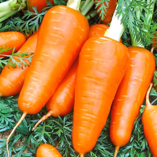 Морковь Шантане, семена рисунок 1 артикул 70020