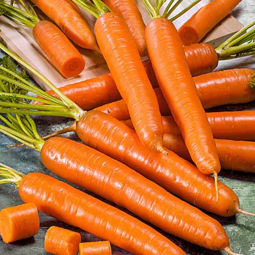 Морковь Амстердамска Seedera рисунок 1 артикул 65561