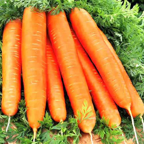 Морква Тушон, насіння зображення 1 артикул 65430