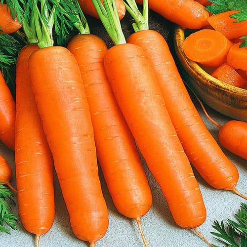 Морковь Дарья Vinel seeds рисунок 1 артикул 95608