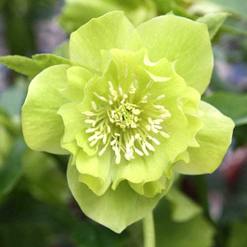 Морозник Дабл Эллен Грин рисунок 1 артикул 70409