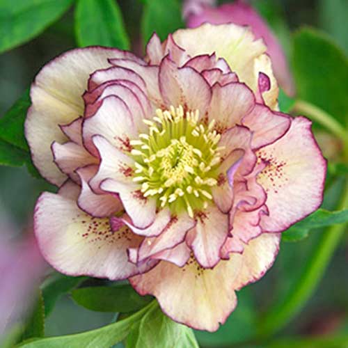 Морозник Дабл Эллен Пикоти рисунок 1 артикул 70410