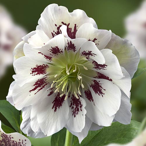 Морозник Дабл Эллен Споттед Вайт рисунок 1 артикул 76611