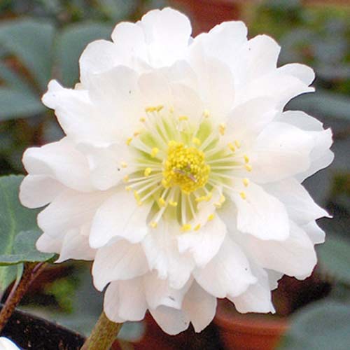 Морозник Дабл Эллен Вайт рисунок 1 артикул 70411