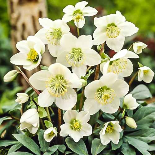 Морозник восточный Адвент Стар рисунок 1 артикул 68868