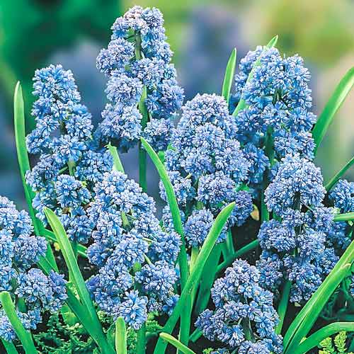 Мускарі Fantasy Creation зображення 1 артикул 67402