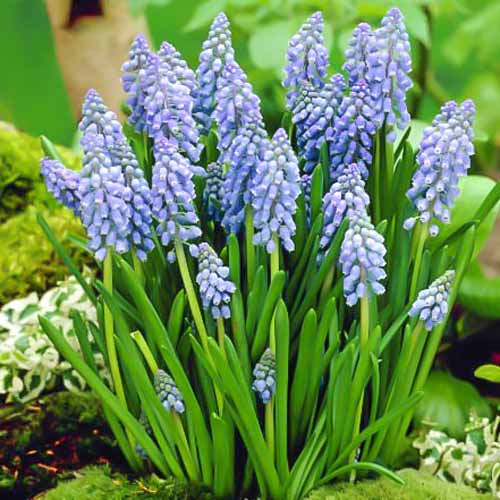 Мускари Арменикум рисунок 1 артикул 67637