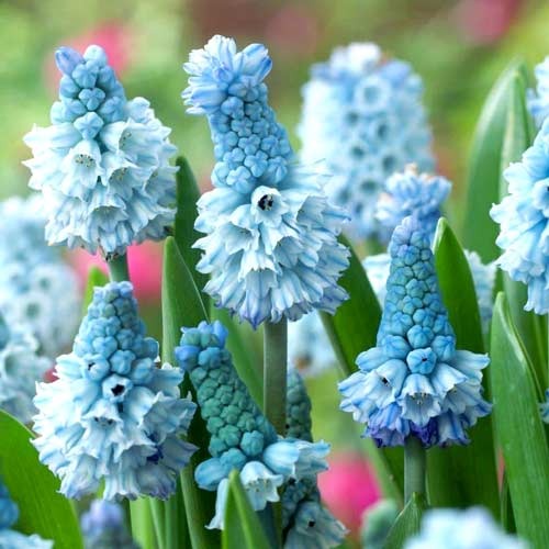 Мускарі Azureum зображення 1 артикул 67635