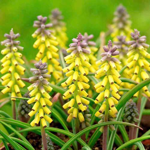 Мускари Голден Фрагранс рисунок 1 артикул 67409