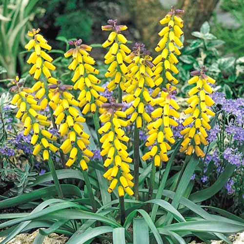 Мускарі Макрокарпум зображення 1 артикул 70234