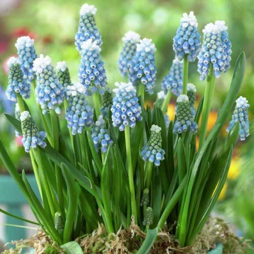 Мускари Маунт Худ рисунок 1 артикул 67404