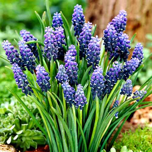 Мускари Неглектум рисунок 1 артикул 70235