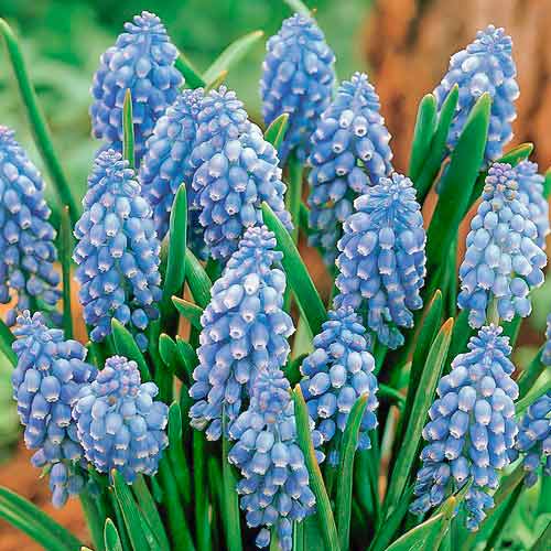 Мускари Сапфир рисунок 1 артикул 68966