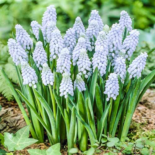 Мускари Валери Финнс рисунок 1 артикул 67407