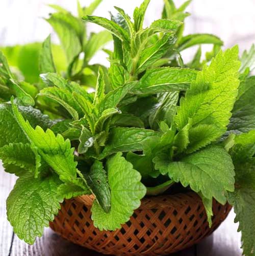 М'ята перцева Seedera зображення 1 артикул 65652