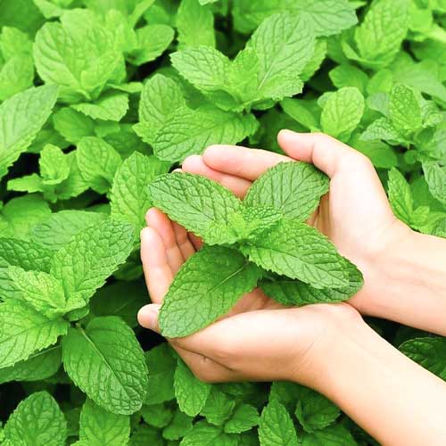 М'ята перцева Спермінт, насіння зображення 1 артикул 65968