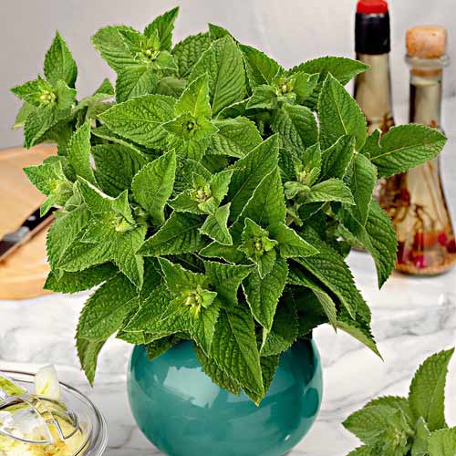 М'ята яблунева Seedera зображення 1 артикул 72310