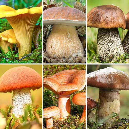 Суперпропозиція! Набір грибів Хіт Сезону з 6 упаковок зображення 1 артикул 9768