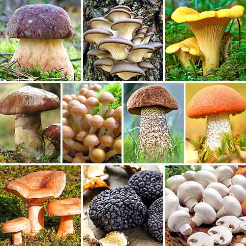 Набір грибника Мегапак із 10 упаковок зображення 1 артикул 9769