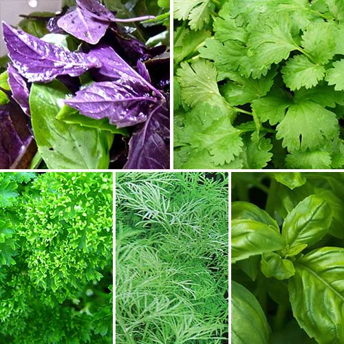 Набор семян Ароматная грядка из 5 упаковок, смесь сортов Seedera рисунок 1 артикул 72910