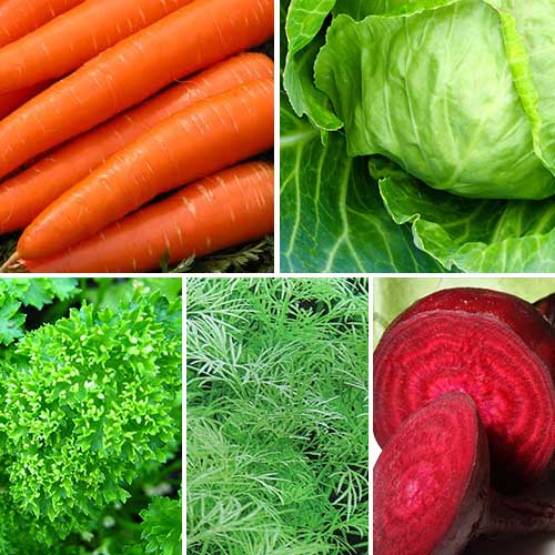 Набор семян Для борща из 5 упаковок, смесь сортов Seedera рисунок 1 артикул 72911