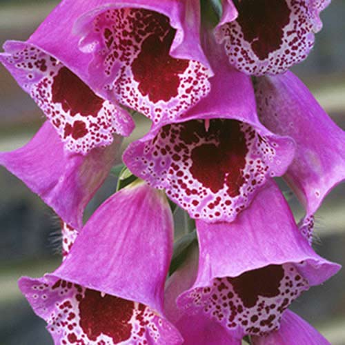 Наперстянка Giant Spotted зображення 1 артикул 70384