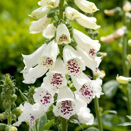 Наперстянка Камелот Кремовая рисунок 1 артикул 76226