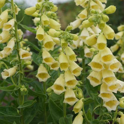 Наперстянка Каріллон зображення 1 артикул 01381