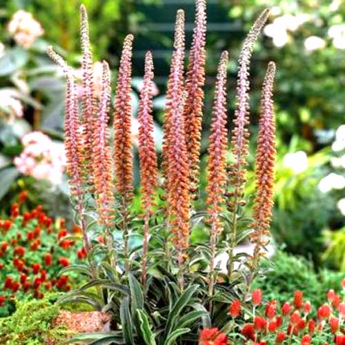 Наперстянка Milk chocolate зображення 1 артикул 70385