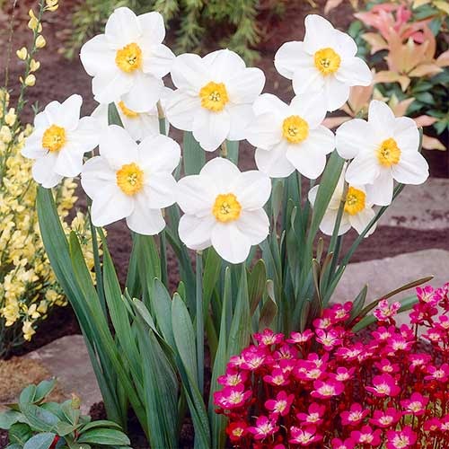 Нарцис дрібнокорончастий Verger зображення 1 артикул 70279