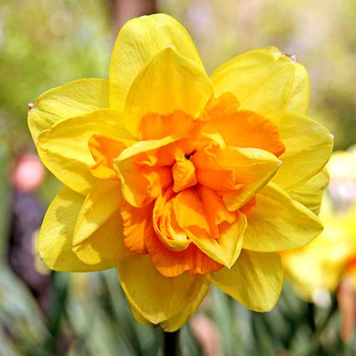 Нарцис махровий зображення 1 артикул 70237