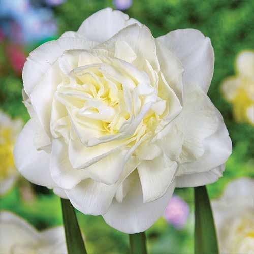 Нарцис махровий Obdam зображення 1 артикул 70286