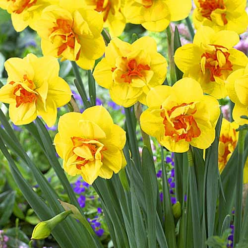 Нарцис махровий Тамар Фаєр зображення 1 артикул 70287