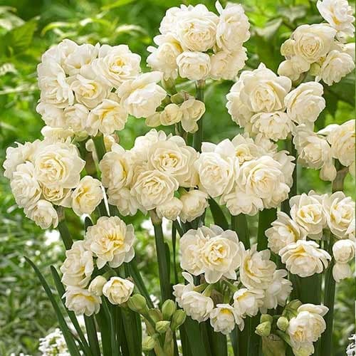 Нарцис міні Erlicheer зображення 1 артикул 70285