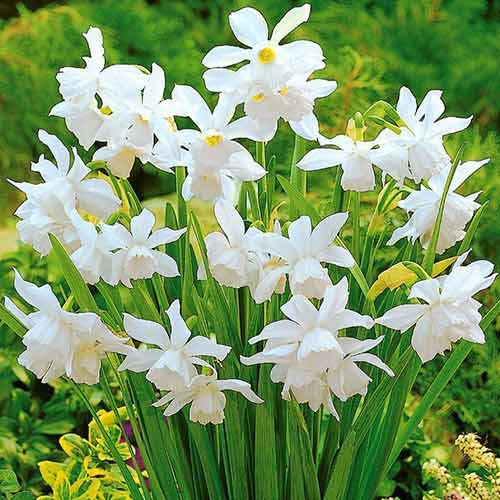 Нарцис міні зображення 1 артикул 70236