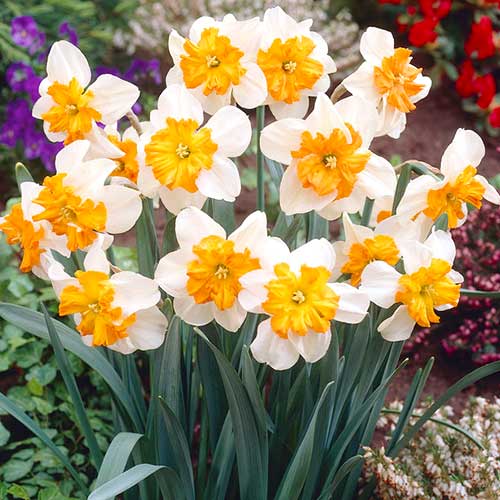 Нарцисс сплит-корона Паризьен рисунок 1 артикул 70238