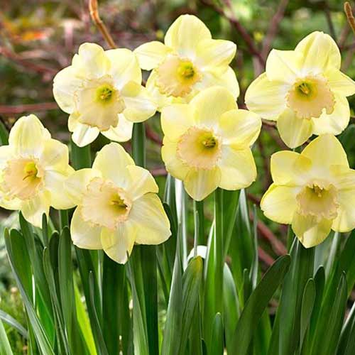 Нарцисс крупноцветковый Модуляция рисунок 1 артикул 70281