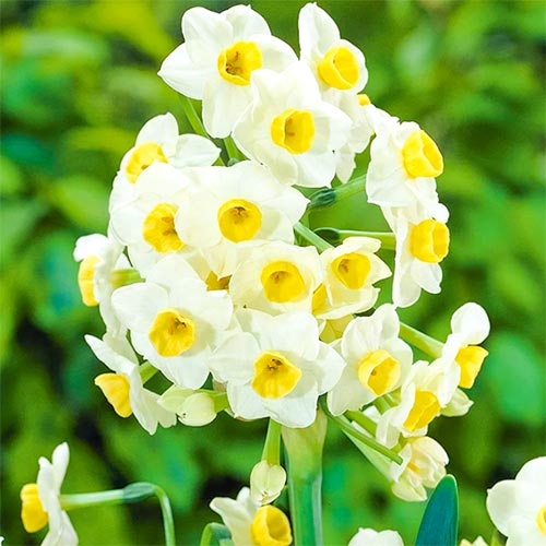 Нарцисс Аваланш рисунок 1 артикул 67634