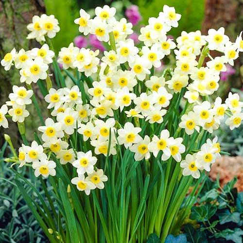 Нарцисс Аваланш рисунок 2 артикул 67634