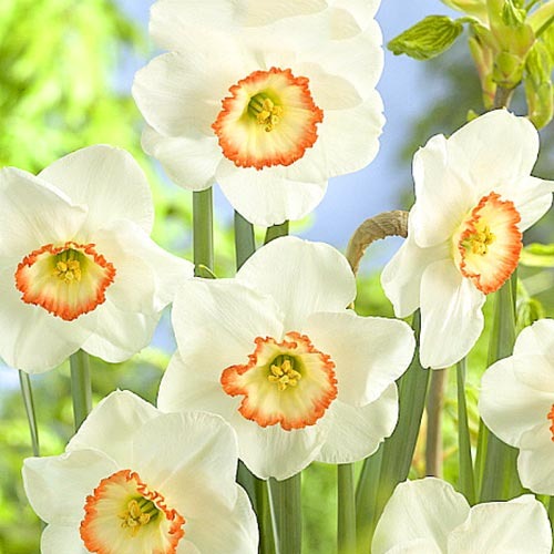 Нарцисс крупнокорончатый Барби Долл рисунок 1 артикул 67639